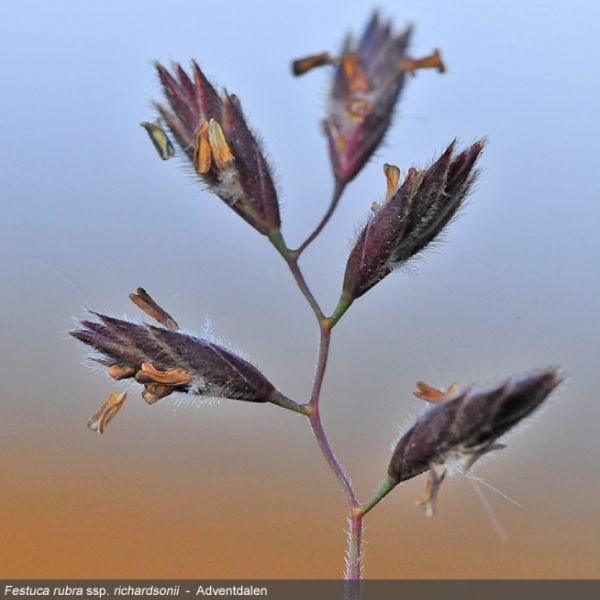 Festuca rubra ssp. richardsonii