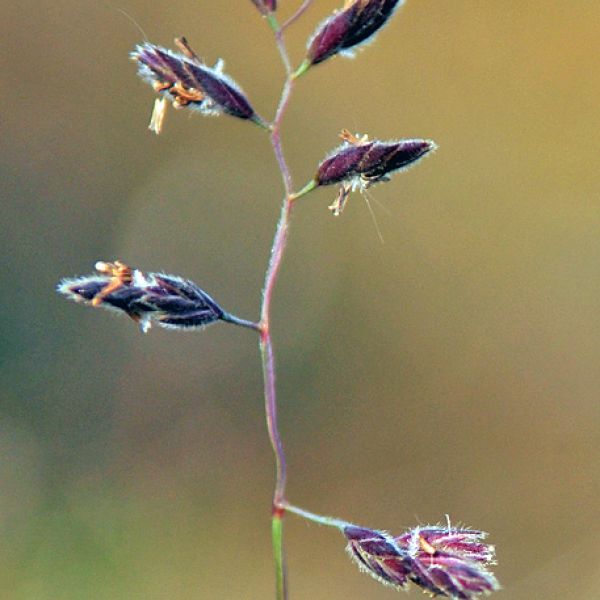 Festuca rubra richardsonii close full