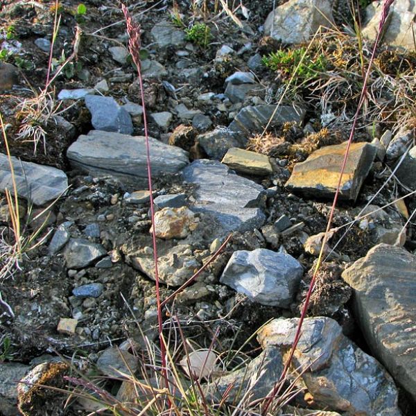 Festuca rubra richardsonii whole full