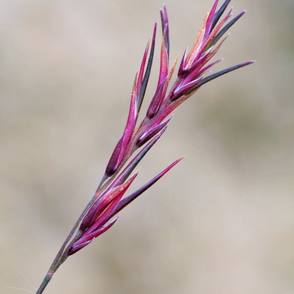 Festuca viviparoidea close full