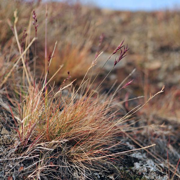 Festuca viviparoidea whole full