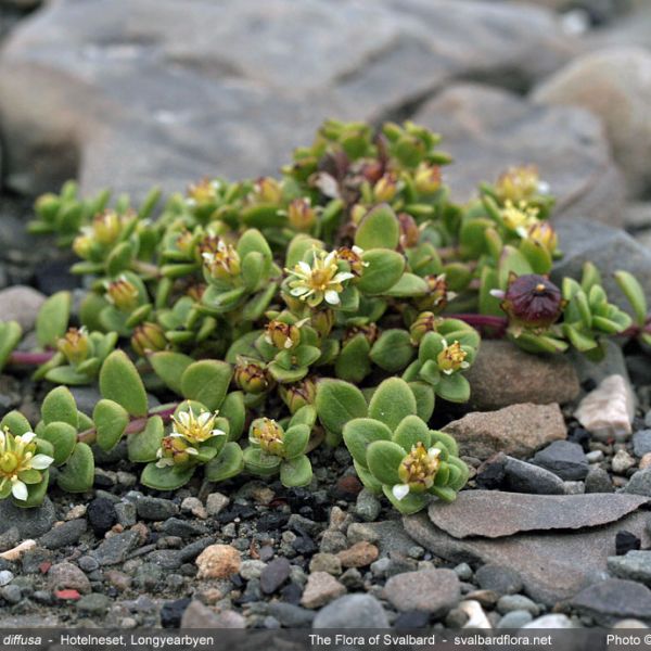 Honckenya peploides diffusa whole full