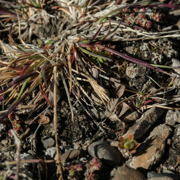 IMG 1100 Festuca edlundiae