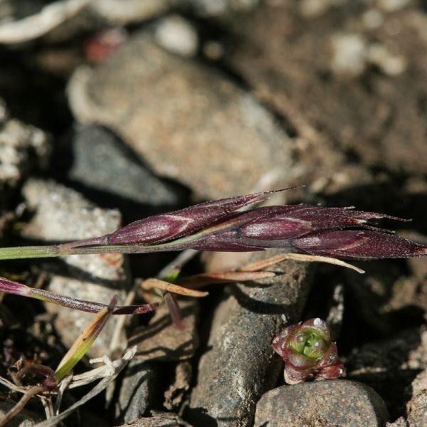 IMG 1103 Festuca edlundiae