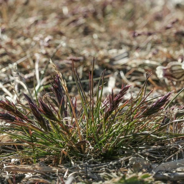 Festuca baffinensis