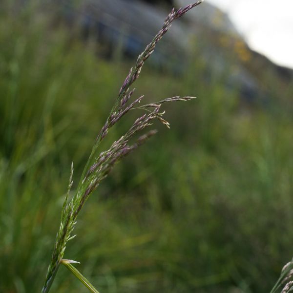 IMG 2124 cf Deschampsia cespitosa