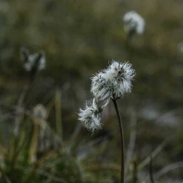 Eriophorum sorensenii