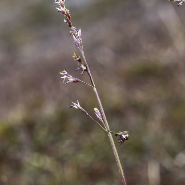 Dupontia fisheri tetraploid