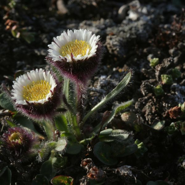 IMG 4722 Erigeron humilis