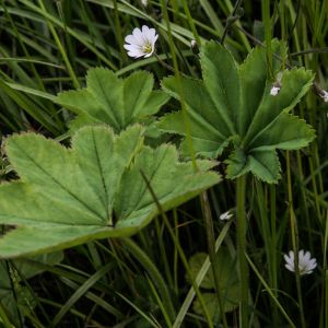 Alchemilla subcrenata