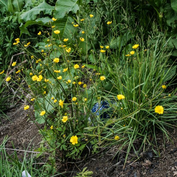 Ranunculus acris