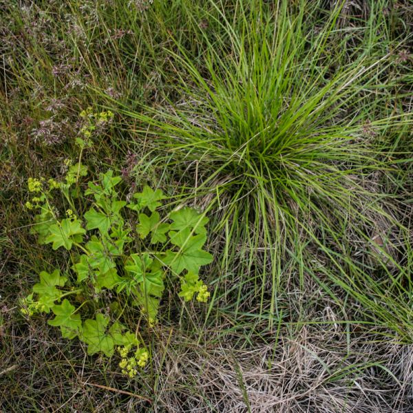 IMG 6626 Alchemilla sp