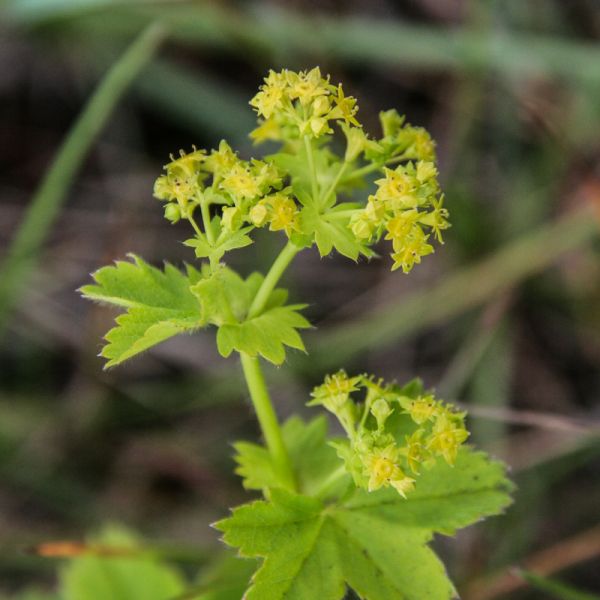 IMG 6627 Alchemilla sp