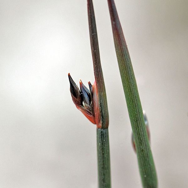 Juncus arcticus close full