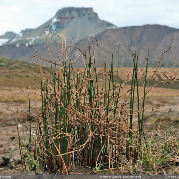 Juncus arcticus