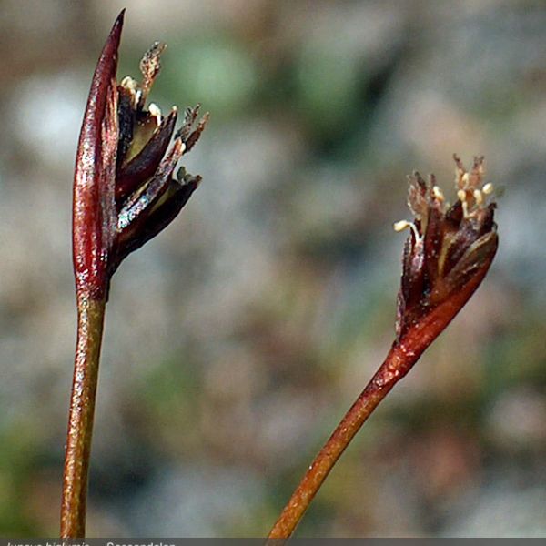 Juncus biglumis close full