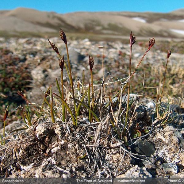 Juncus biglumis