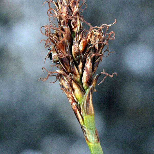 Kobresia simpliciuscula subholarctica 1 full