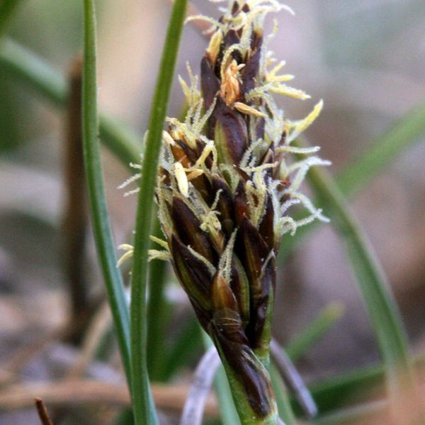 Kobresia simpliciuscula subholarctica close full