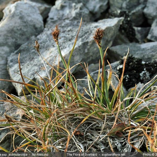 Kobresia simpliciuscula subholarctica whole full