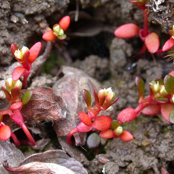 Koenigia islandica top full