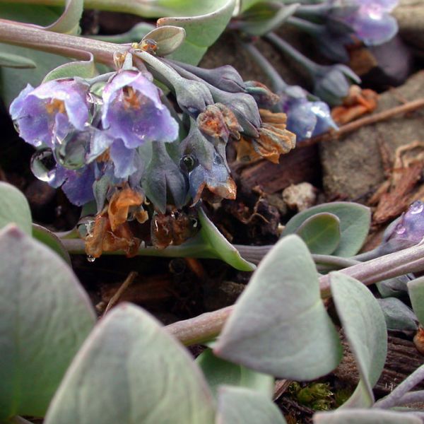 Mertensia maritima tenella 1 full