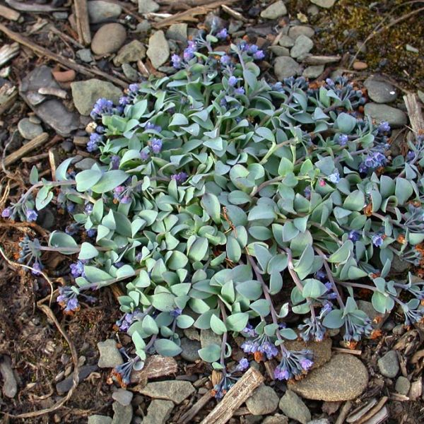 Mertensia maritima tenella 2 full