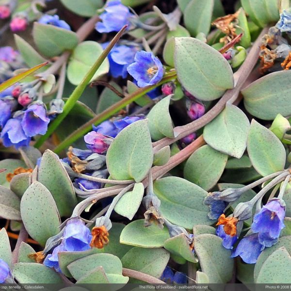 Mertensia maritima tenella close full