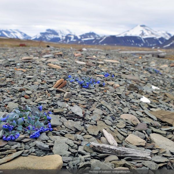 Mertensia maritima tenella place full