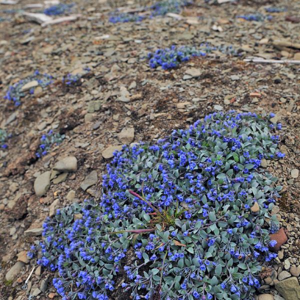 Mertensia maritima tenella whole full