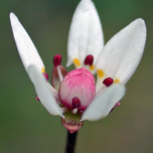 Micranthes foliolosa close full