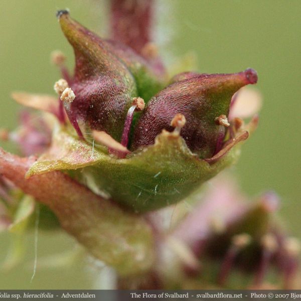 Micranthes hieraciifolia