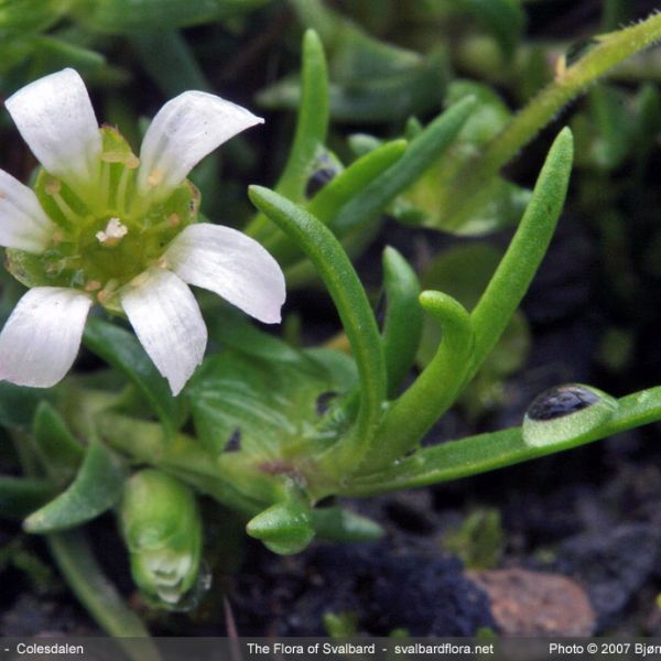 Minuartia biflora close full