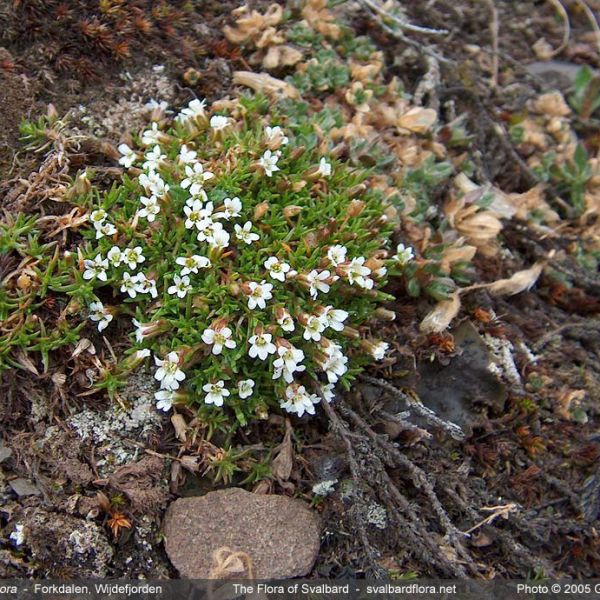 Minuartia biflora place full