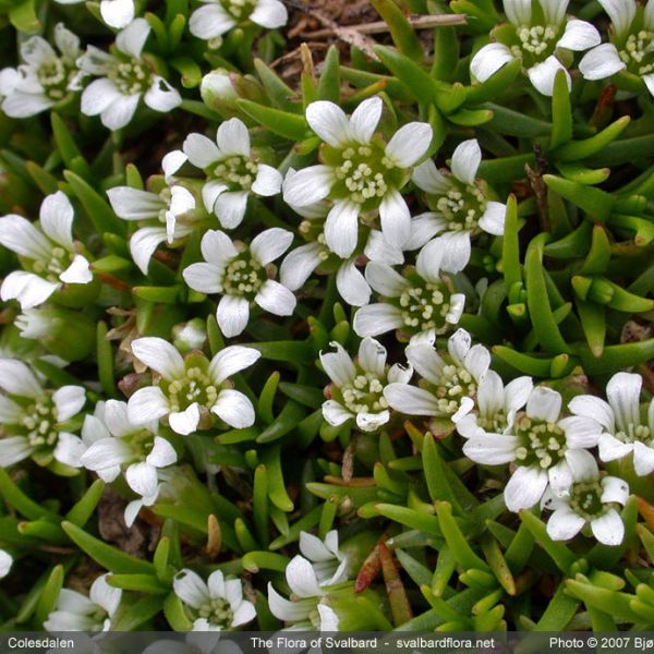 Minuartia biflora whole full