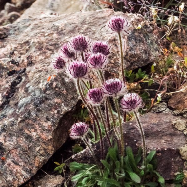 P1010087 Erigeron eriocephalus