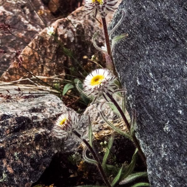 P1010093 Erigeron eriocephalus