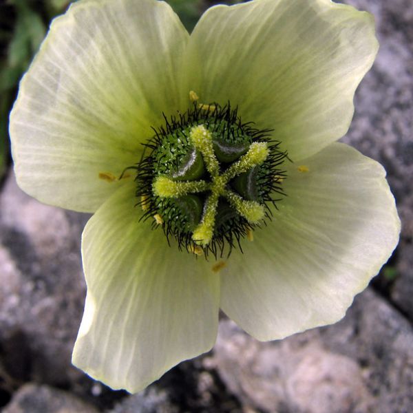 Papaver cornwallisense close full