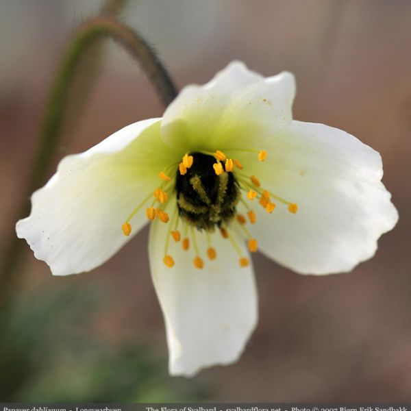 Papaver dahlianum close full