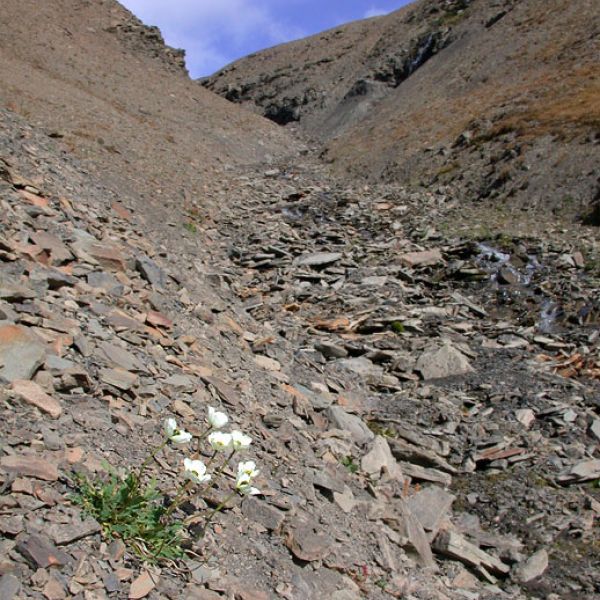 Papaver dahlianum place full