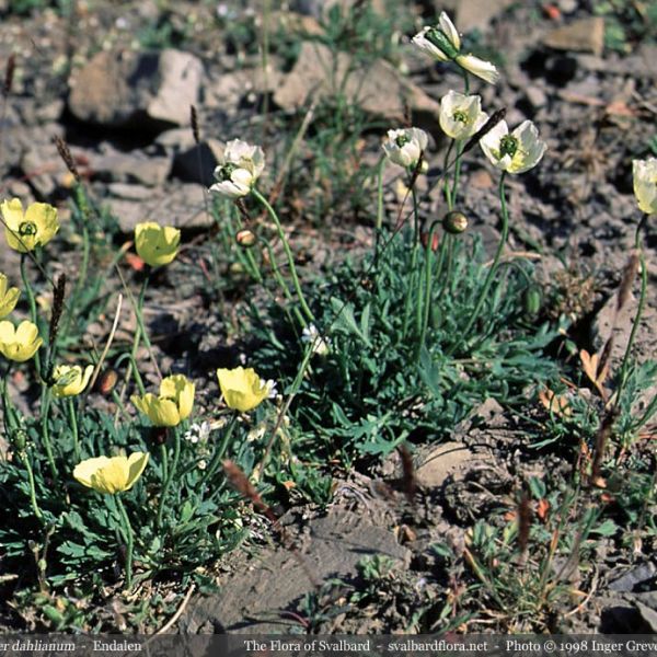 Papaver dahlianum whole full