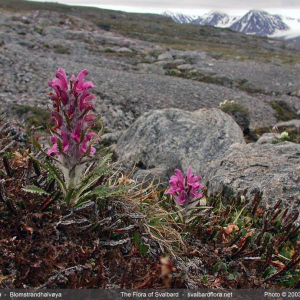 Pedicularis dasyantha place full