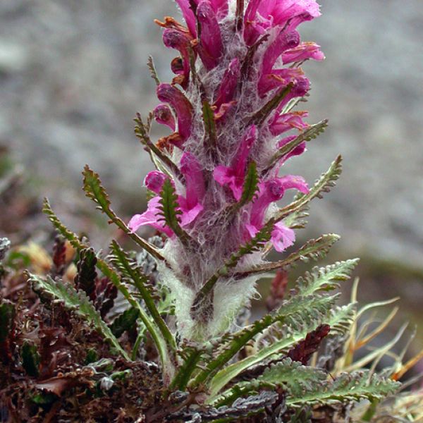 Pedicularis dasyantha whole full