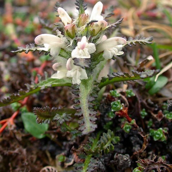 Pedicularis hirsuta 1 full