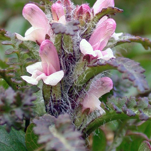 Pedicularis hirsuta close full