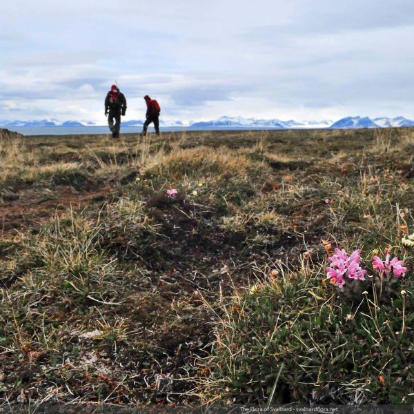 Pedicularis hirsuta place full