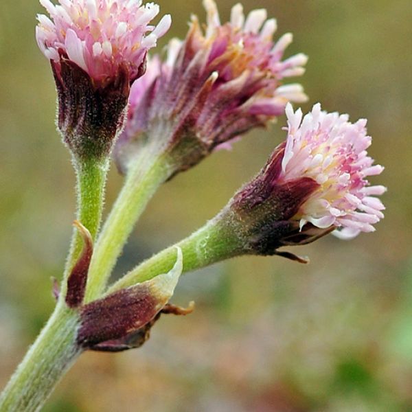 Petasites frigidus close full