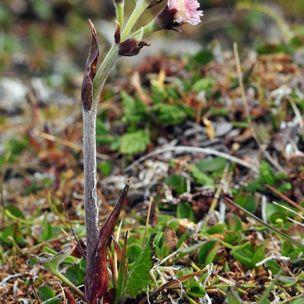 Petasites frigidus whole full