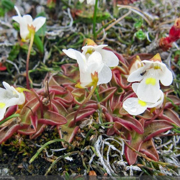 Pinguicula alpina close full