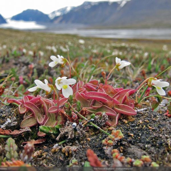 Pinguicula alpina whole full